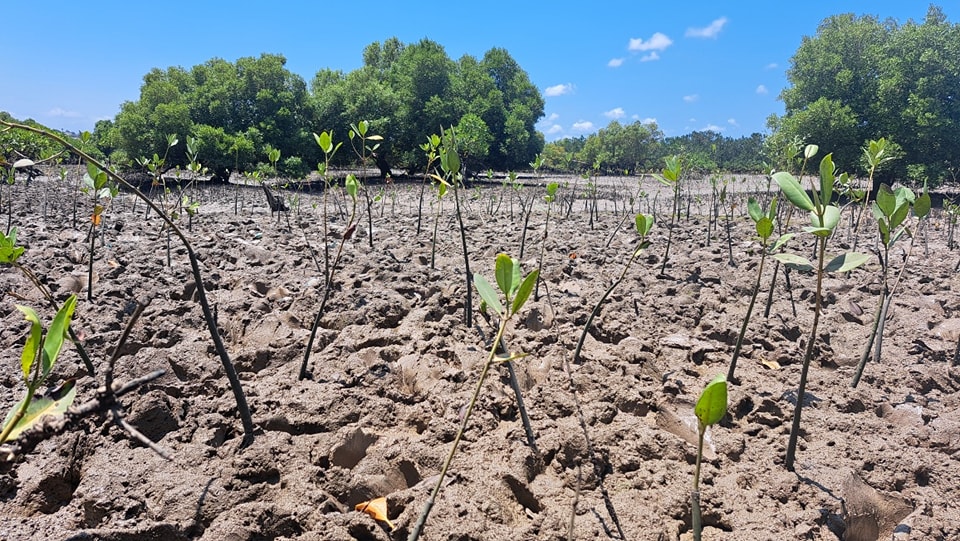 Mangrove Restoration